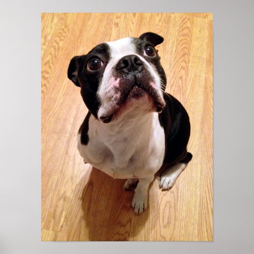 Boston Terrier Dog Poster