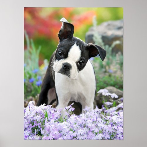 Boston Terrier Dog Puppy a Cute Pet Photo Poster