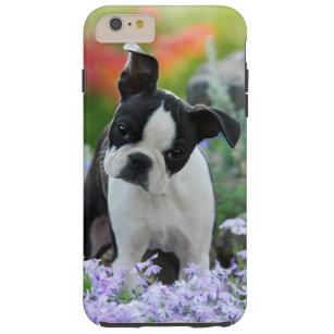 Boston Terrier Dog Puppy Portrait Cell Phonecase Tough iPhone 6 Plus Case