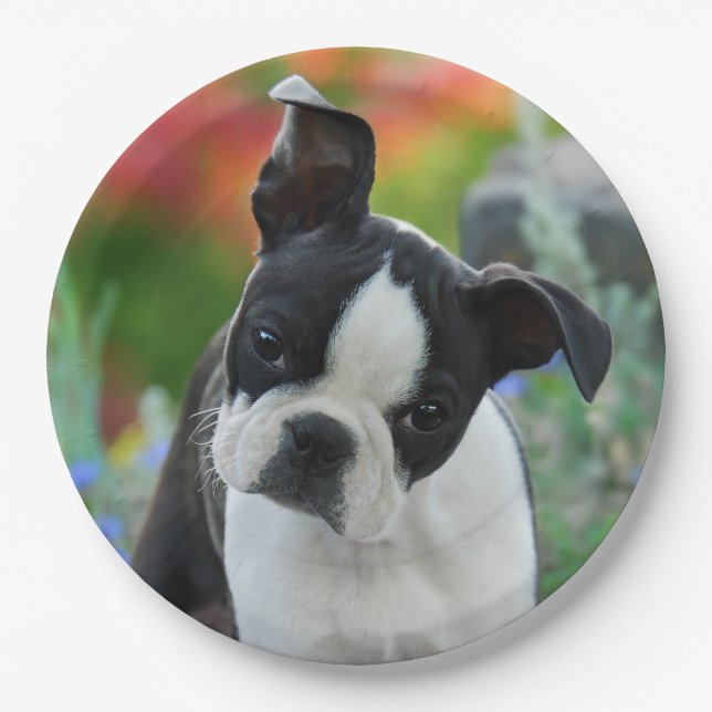 Boston Terrier Dog Puppy Portrait, happy party Paper Plates (Front)