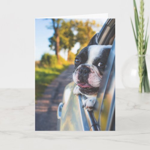 Boston Terrier Dog Sticking Head out Car Window Card