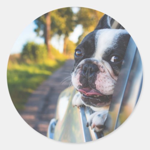 Boston Terrier Dog Sticking Head out Car Window Classic Round Sticker