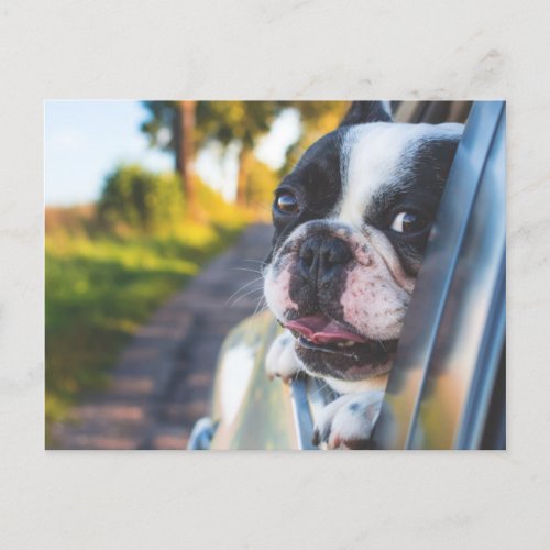 Boston Terrier Dog Sticking Head out Car Window Holiday Postcard