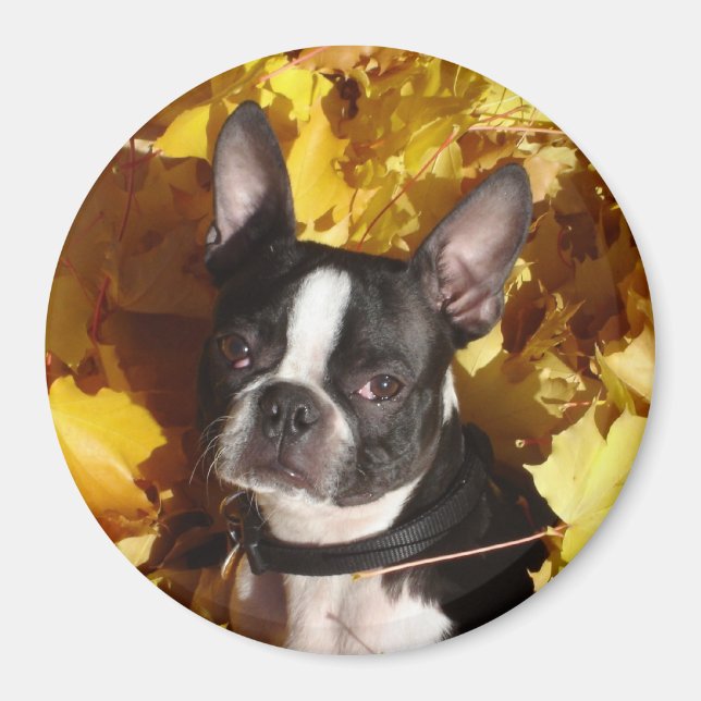 Boston Terrier Dog Surrounded by Fall Leaves Magne Magnet (Front)
