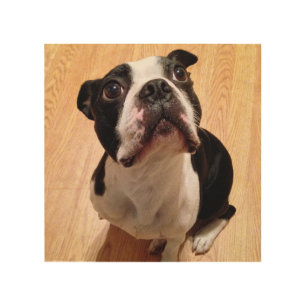 Boston Terrier Dog Wood Wall Art