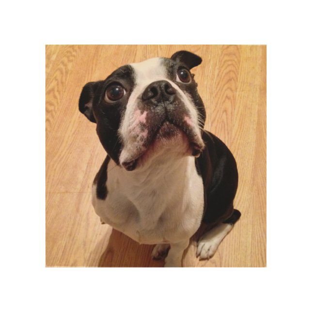 Boston Terrier Dog Wood Wall Art (Front)