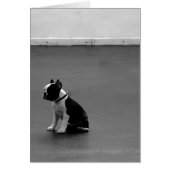 Boston Terrier DRU 2 (Front)