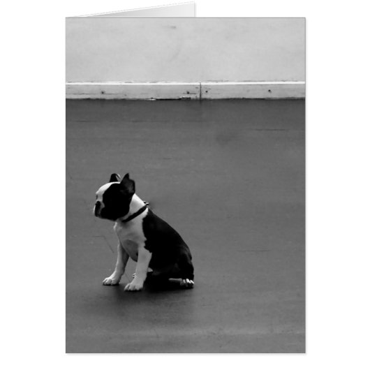 Boston Terrier DRU 2 (Front)