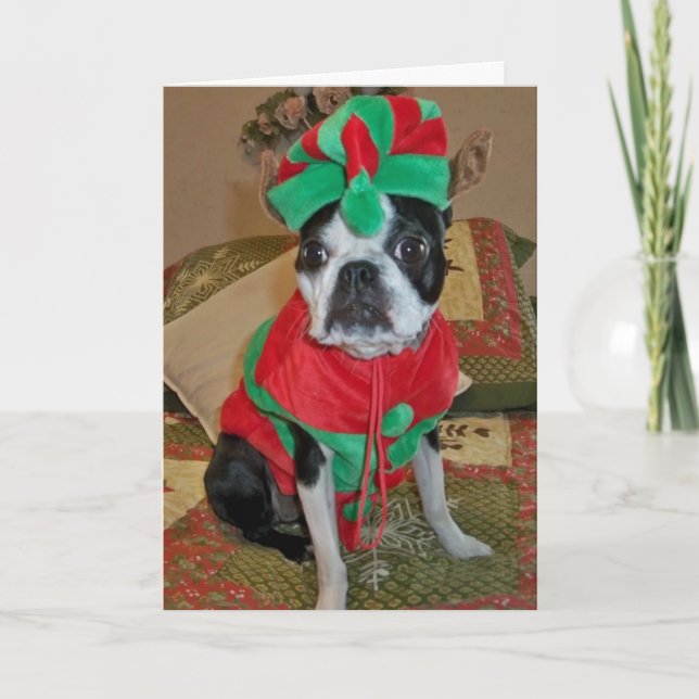 Boston Terrier Elf Christmas Card (Front)