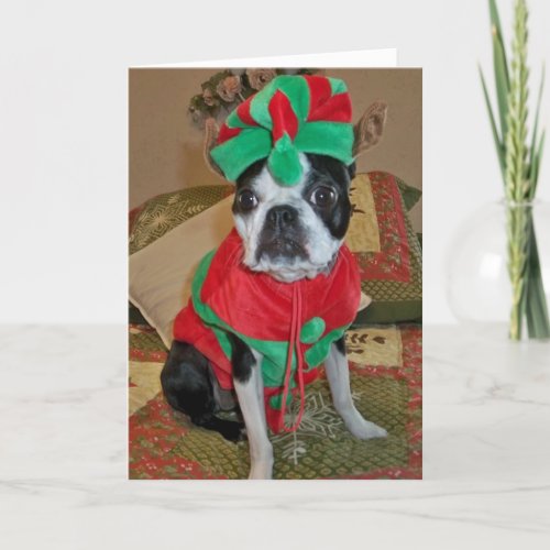 Boston Terrier Elf Christmas Card