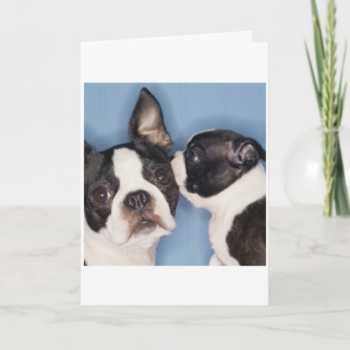 Boston Terrier Fathers Day Card