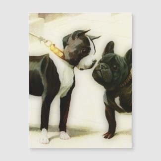 BOSTON TERRIER&FRENCH BULLDOG