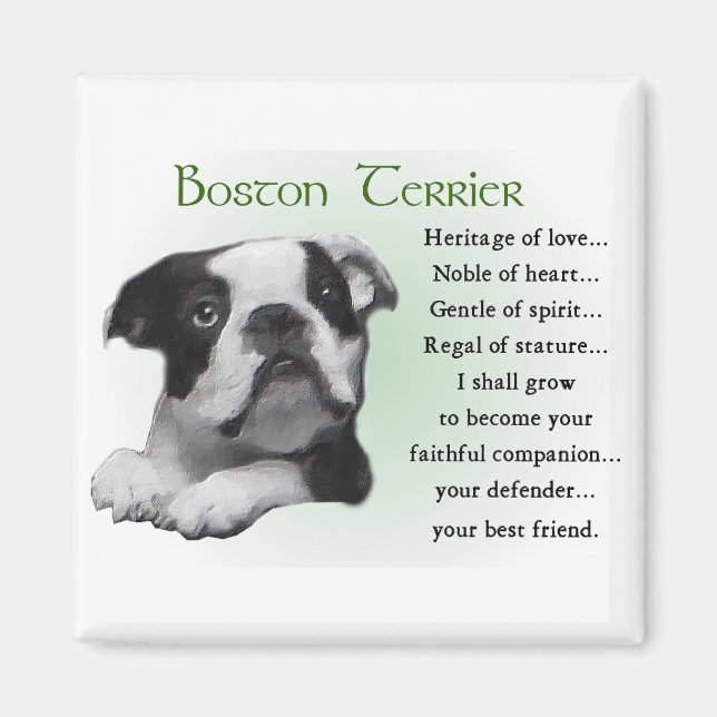 Boston Terrier Gifts Magnet (Front)