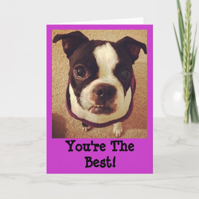 Boston Terrier Greeting Card (Front)