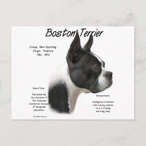 Boston Terrier History Design Postcard