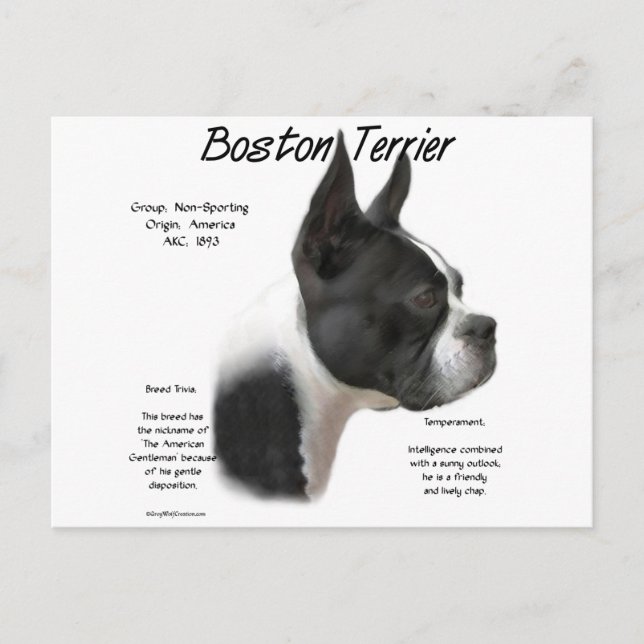Boston Terrier History Design Postcard (Front)
