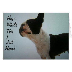 BOSTON TERRIER IS SURPRISED CARDS