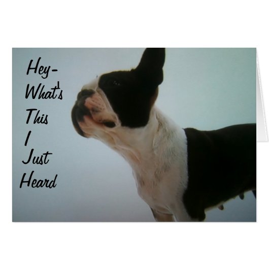 BOSTON TERRIER IS SURPRISED CARDS (Front Horizontal)