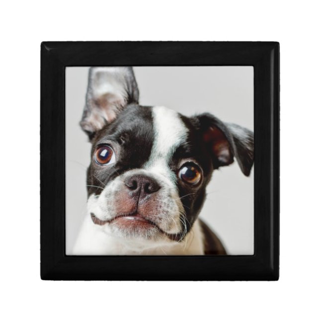 Boston Terrier Jewelry Box (Front)
