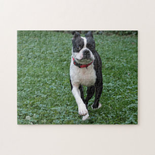 Boston terrier jigsaw puzzle
