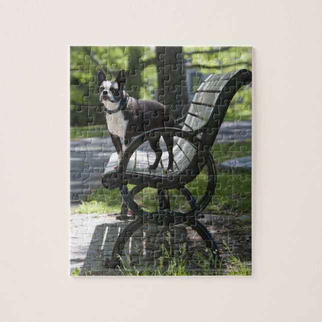 Boston Terrier Jigsaw Puzzle (Vertical)
