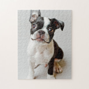 Boston Terrier Jigsaw Puzzle