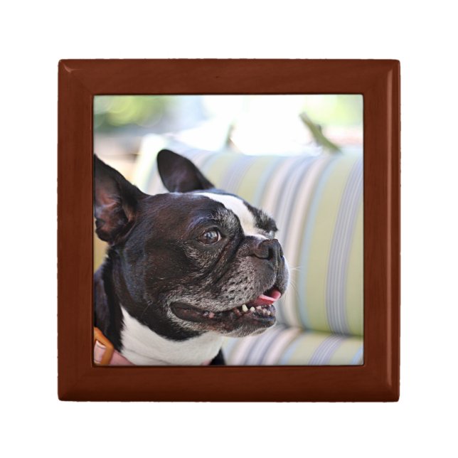 Boston terrier keepsake box (Front)
