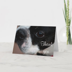 Boston terrier letterpress thank you card