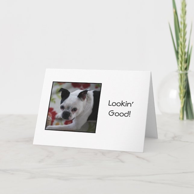 Boston Terrier Looking Good Birthday Card (Front)