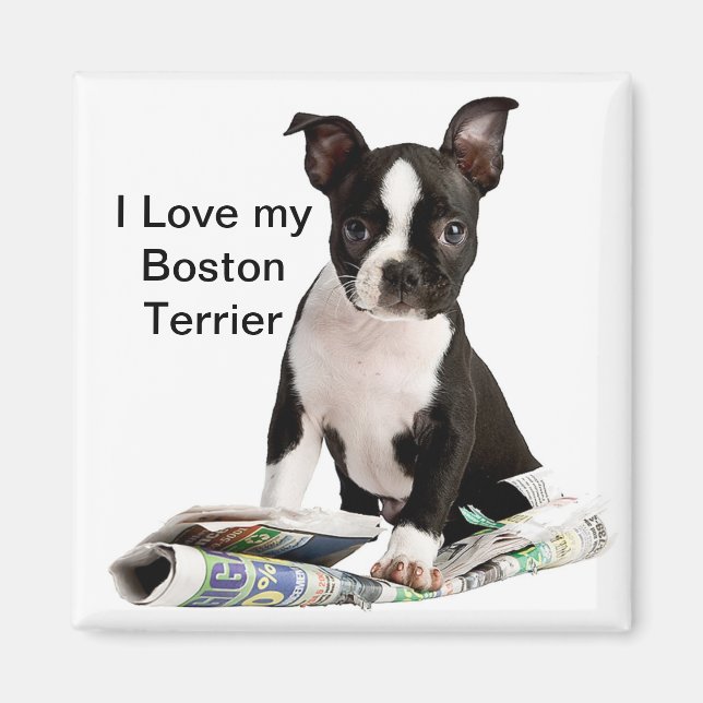 BOSTON TERRIER MAGNET (Front)