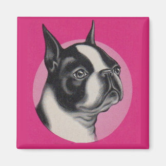  Boston terrier  Magnet