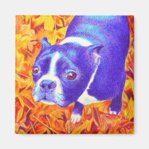 Boston Terrier Magnet - "Daisy