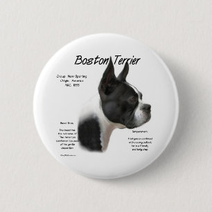 Boston Terrier Meet the Breed - Button
