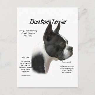 Boston Terrier Meet the Breed Postcard