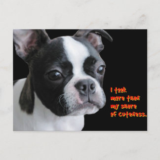 Boston Terrier:  More than my share of cuteness Postcard