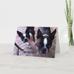 Boston Terrier Mother's Day Card