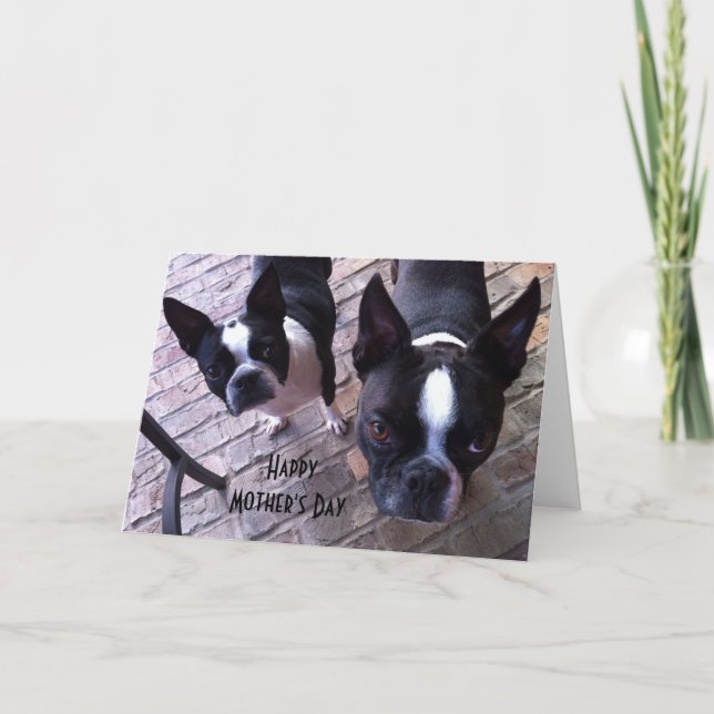 Boston Terrier Mother's Day Card (Front)