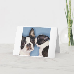 Boston Terrier Mother's Day Card