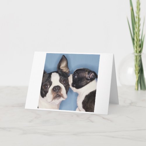 Boston Terrier Mothers Day Card
