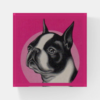 Boston terrier paperweight