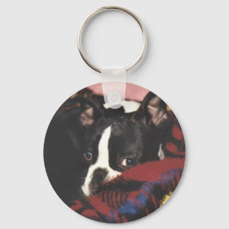 Boston Terrier:  Peek-a-Boo Keychain