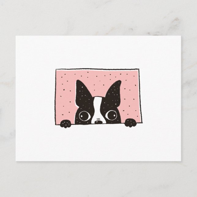 Boston Terrier Peeking Postcard (Front)