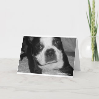 Boston Terrier Pet Sympathy Cards