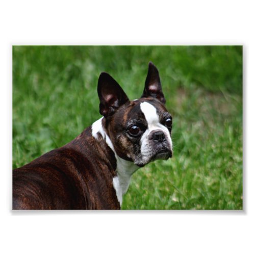 Boston terrier photo print