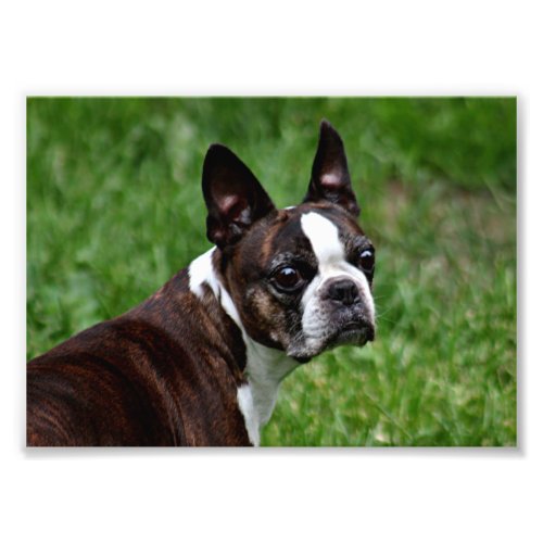 Boston Terrier Photo Print