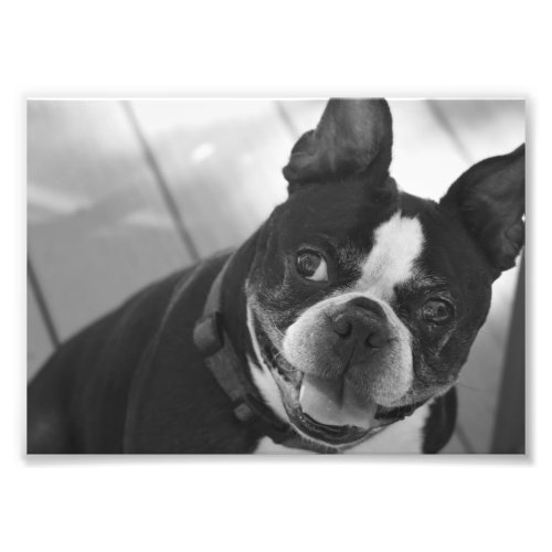 Boston terrier photo print