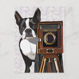 Boston Terrier Photographer 2 Postcard