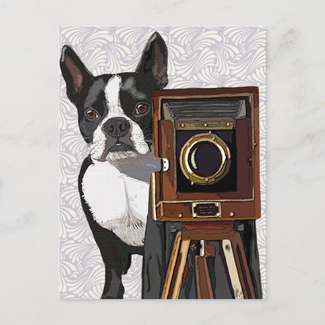 Boston Terrier Photographer 2 Postcard (Front)