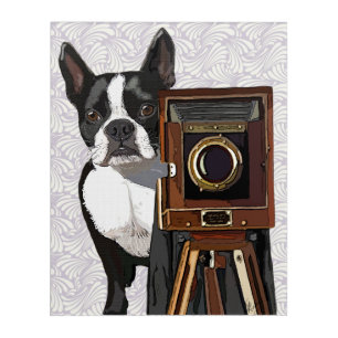 Boston Terrier Photographer Acrylic Print