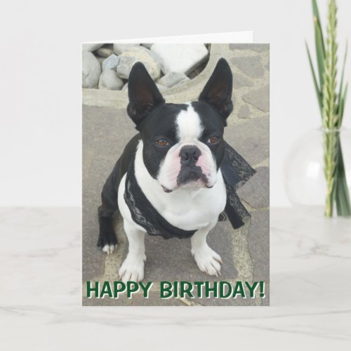 Boston Terrier portrait greetings Card